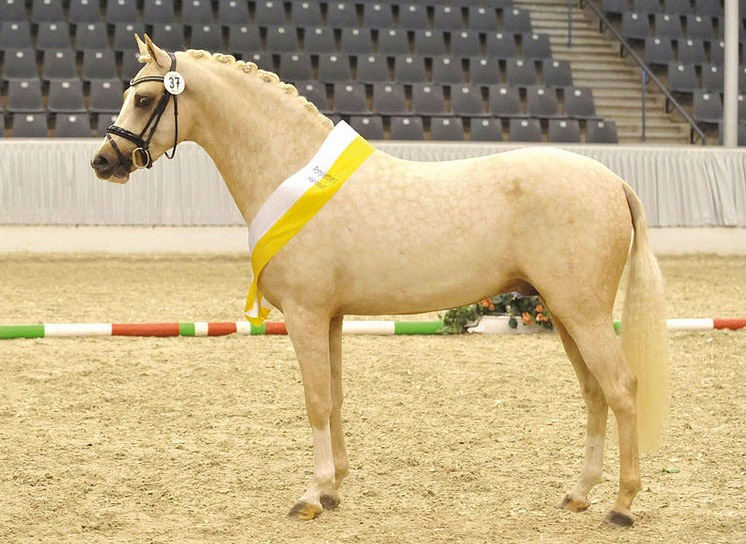 Palomino Horses